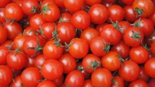 Científicos consiguen cultivar tomates en suelo con sal, plantas que respiran nitrógeno, tomates resistes a la sequía, usan tomates para crear alimentos sostenibles.