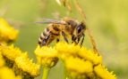 Uso de abejas alcalinas en agricultura, recuperan suelo agrícola salinizado gracias a las abejas, experimento científico con abejas para recuperar suelo de agricultura.