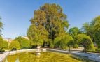 Árboles, Madrid, naturaleza