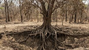 Árbol, naturaleza, ciencia