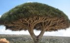 árbol de dragón