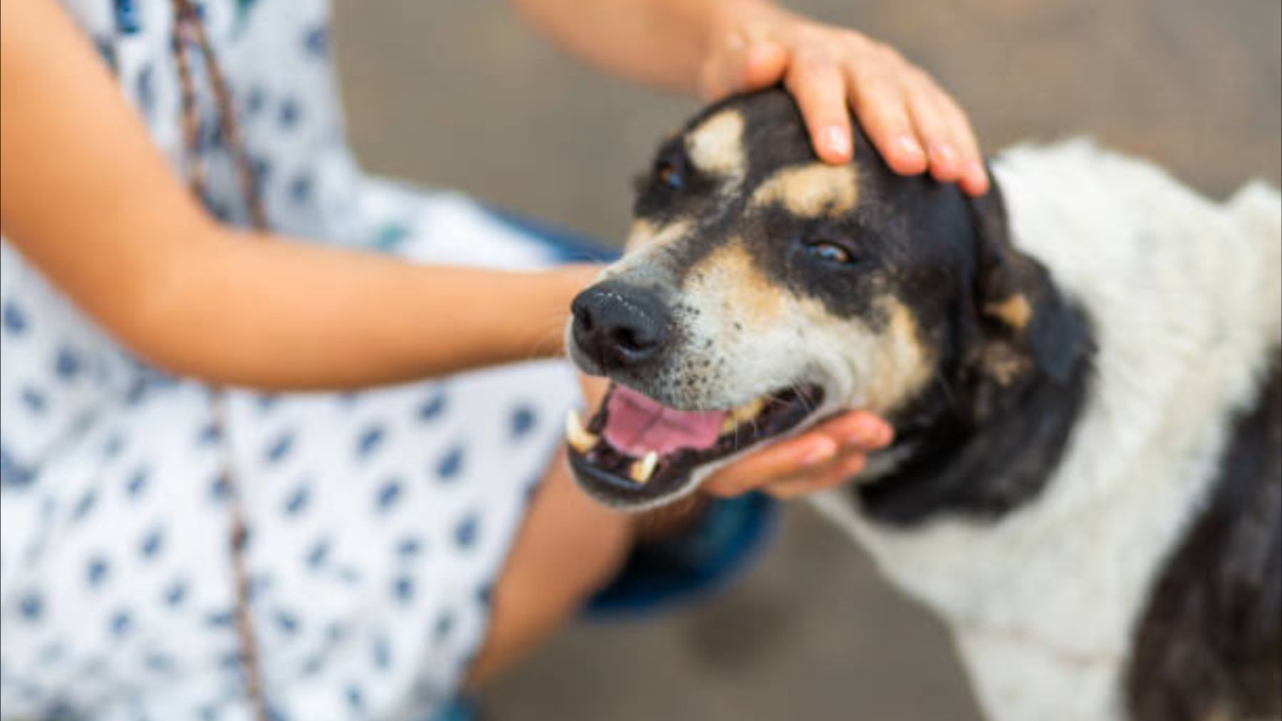 Así es el rito de San Antón para bendecir a los animales: en qué consiste y cuál es la oración