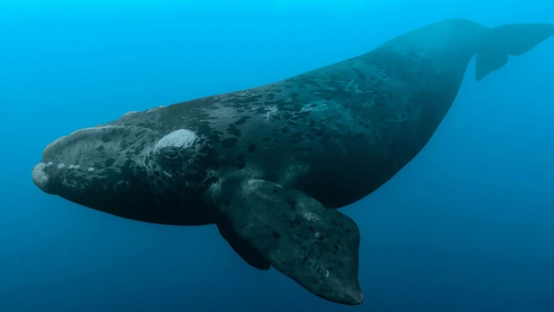 Los zoólogos ponen el grito en el cielo: esta ballena está a punto de extinguirse aunque aumenten sus nacimientos