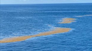 línea marrón océano