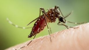 deforestación mosquitos