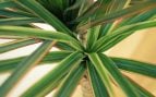 Dracaena