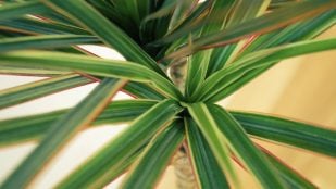 Dracaena