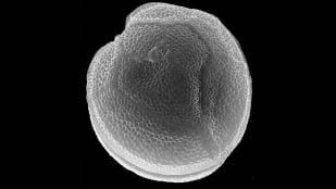 Microalga, toxinas, pescado