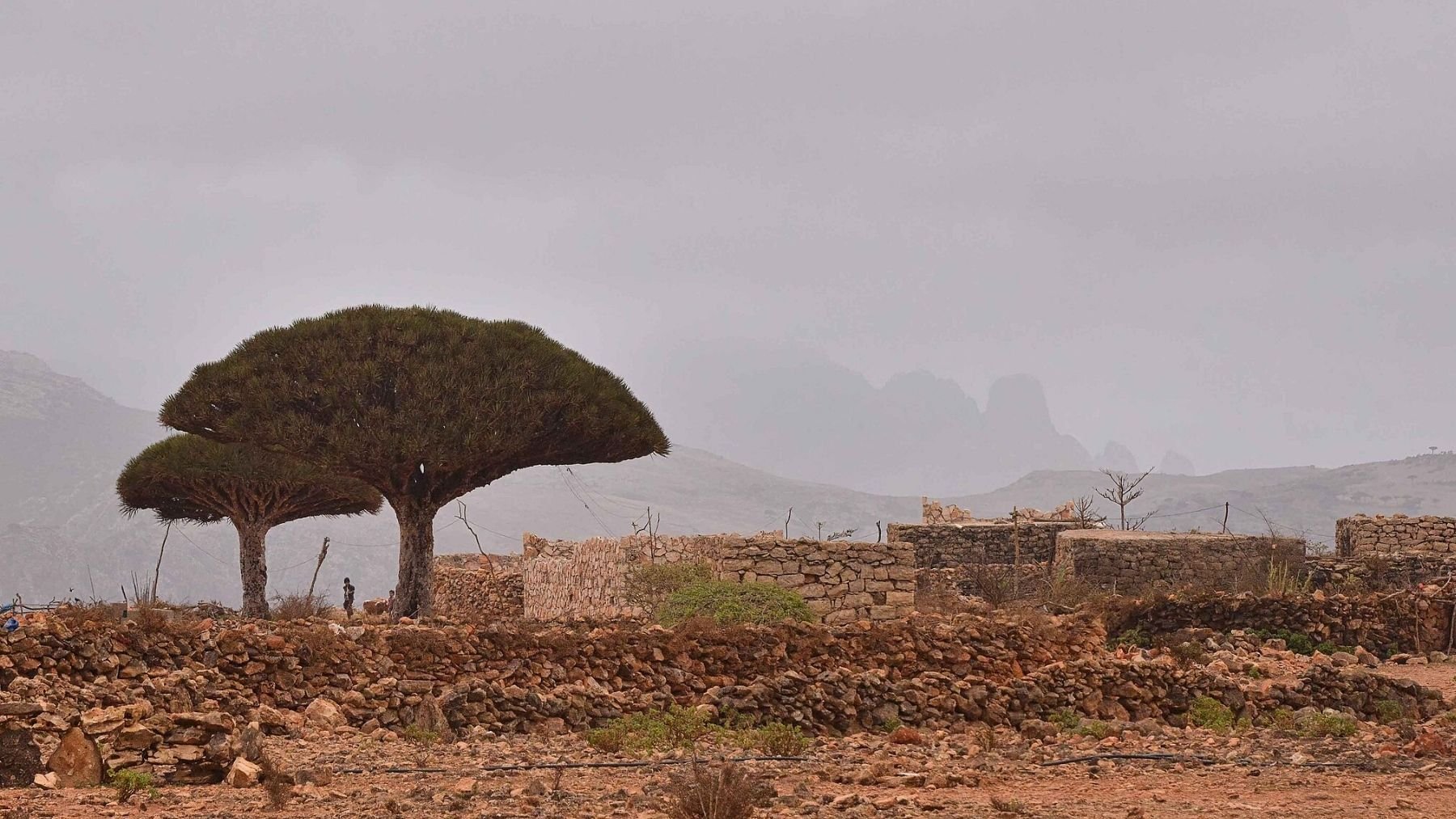 isla de socotra