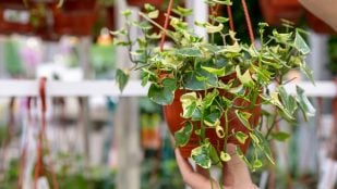 Maceta de hiedra, plantas, Feng Shui