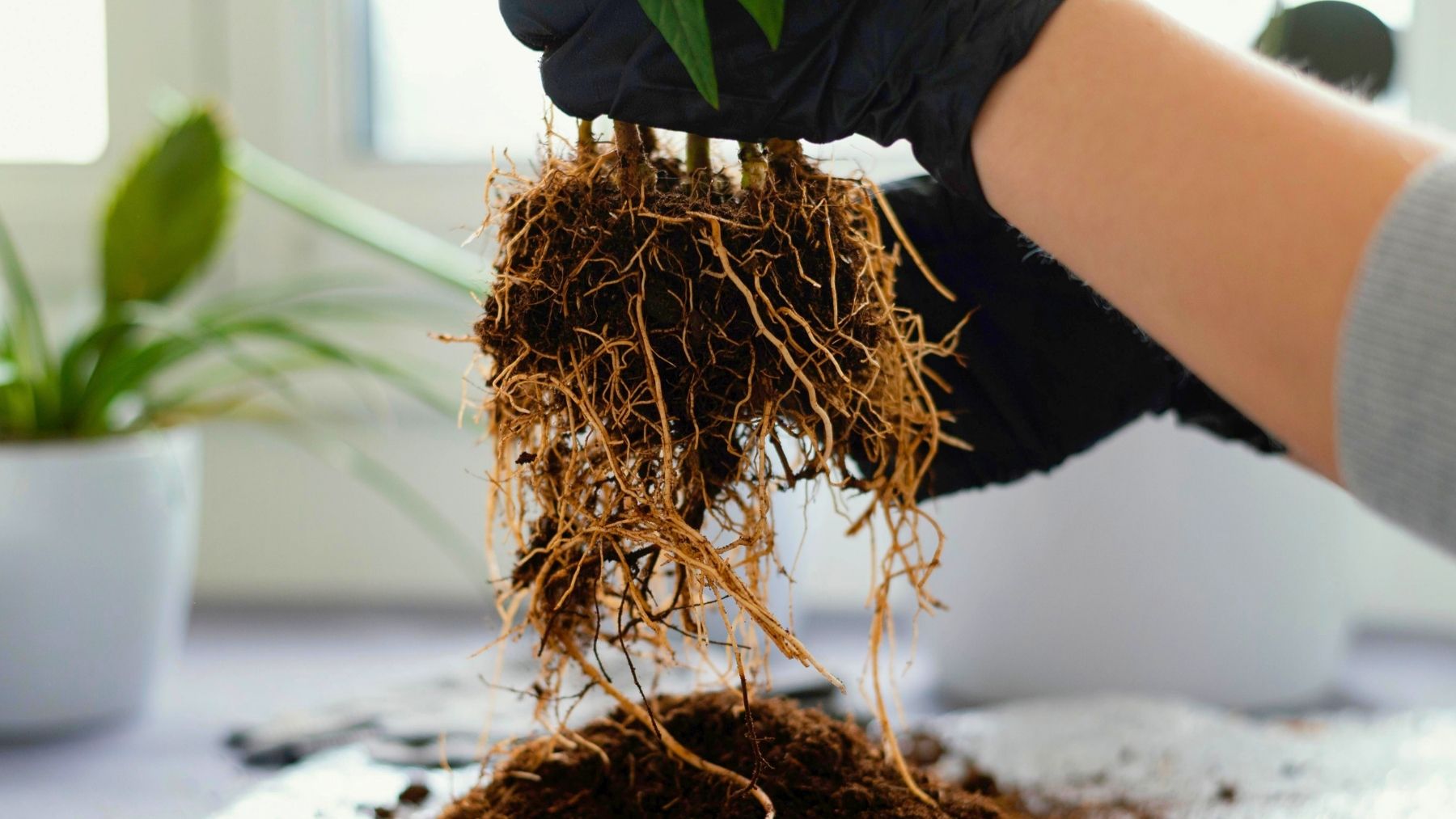 La biología celebra un hito sin precedentes: descubren que las plantas poseen un