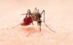 Mosquitos, sangre, biología