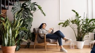 Plantas, flora, curiosidades, Feng Shui