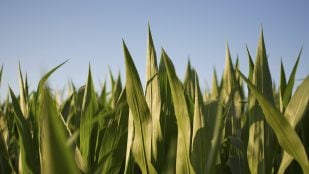 plantas dispersan la luz solar