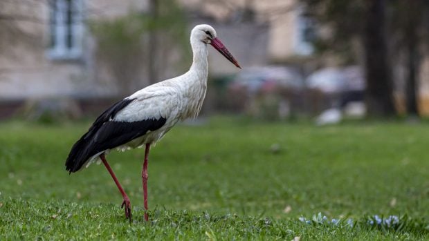 cig&uuml;e&ntilde;a blanca