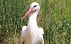 cigüeña blanca