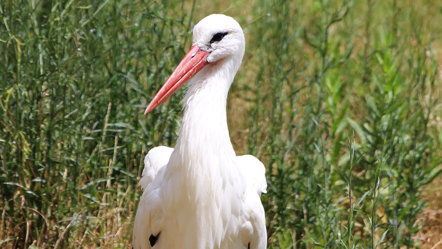 Llevan 600 años extintas, pero el Reino Unido ha invertido casi 600 millones de euros en traerlas de vuelta
