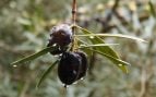 Empeora la cosecha de la aceituna en Andalucía por culpa de la lluvia, peor campaña de aceituna en Jaén de lo esperado, por qué la campaña de aceitunas en Jaén está siendo mala, descenso de la producción en el olivar andaluz.