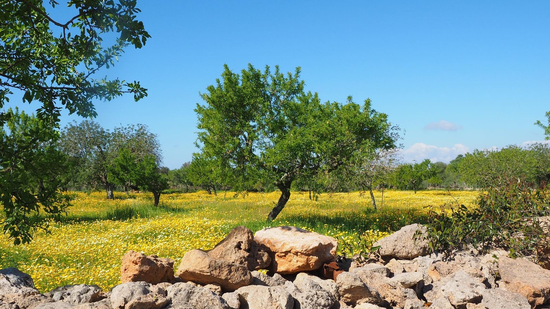 La investigación española celebra un nuevo hito: descubren un método para detectar glifosato en los olivares
