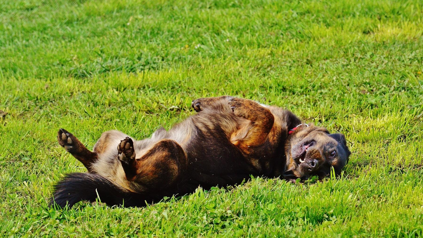 Tu perro no se reboza en el césped porque esté feliz: ésta es la verdadera explicación de los veterinarios