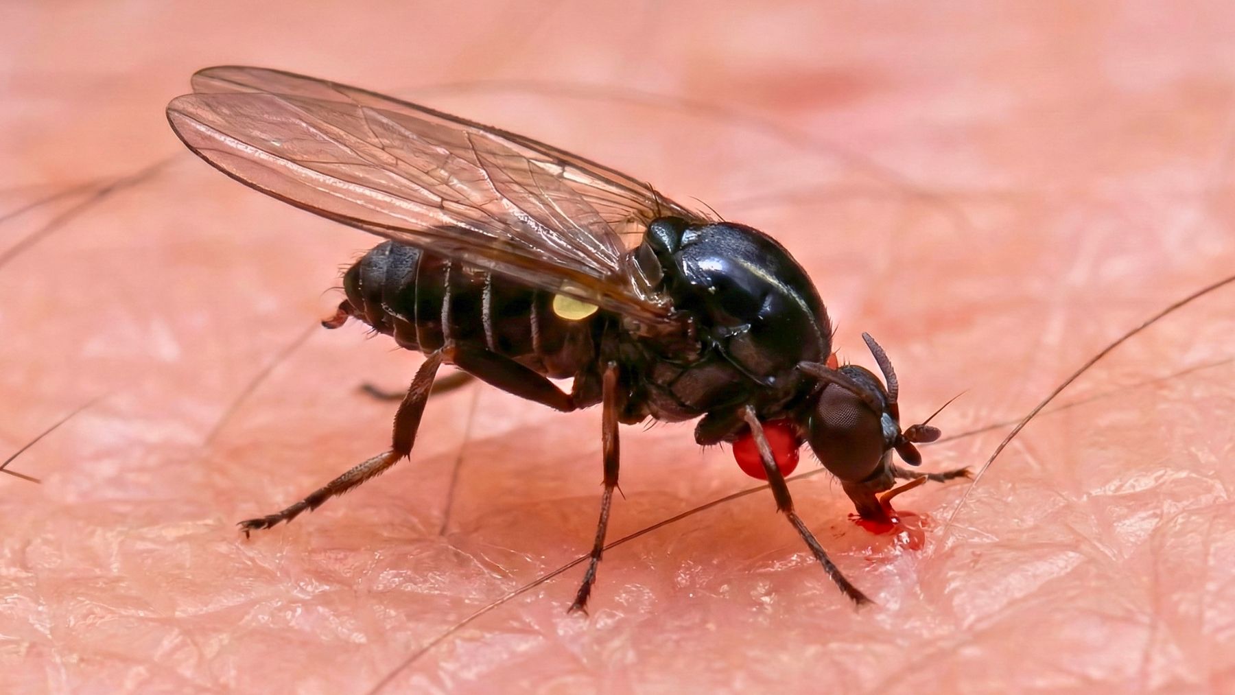Parece una mosca vulgar, pero se alimenta de sangre y los científicos alertan de que es cada vez más agresiva
