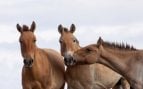Caballos de Przewalski, caballos, animales