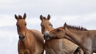 Caballos de Przewalski, caballos, animales