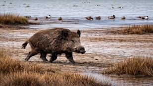 Jabalí gigante en Galicia, qué son los jabalíes gigantes en Galicia, qué son los vakamulos, vakamulo en Galicia.