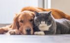 Perros y gatos
