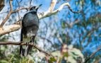 Por qué en Australia odian a las urracas, urraca es un peligro en Australia, magpie australiano, por qué australianos temen urracas, territorialidad de la urraca, urraca ave inteligente, ataques de urraca en Australia.
