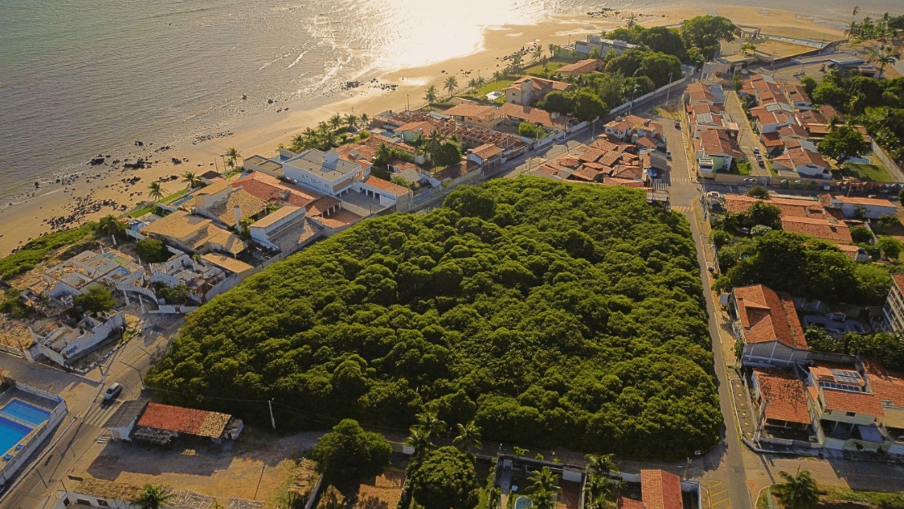 Parece un bosque pero es un único árbol: ocupa 8.500 m2, mide 20 metros de alto y da 80.000 frutos por cosecha