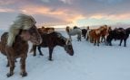 Alergia mosquitos culicoides y caballos, experimento científico con caballos de Islandia, qué le ocurre a los caballos islandeses, alergias en caballos, mosquitos y caballos.