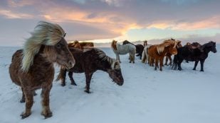 Alergia mosquitos culicoides y caballos, experimento científico con caballos de Islandia, qué le ocurre a los caballos islandeses, alergias en caballos, mosquitos y caballos.