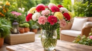 Claveles, plantas, curiosidades