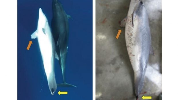 delfin amputado