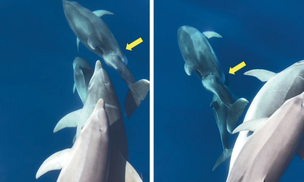 delfin mular amputado