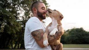 Perro, animales, mascotas