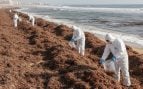 Alga invasora en Cádiz