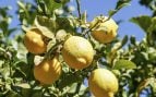 Árbol limonero