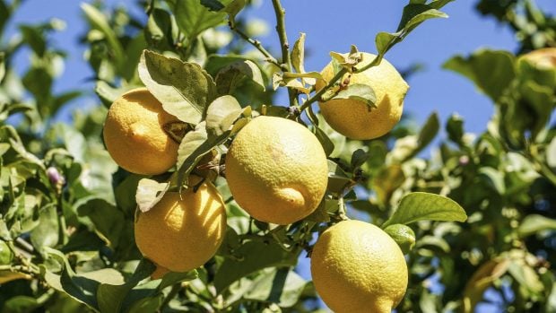 Árbol limonero