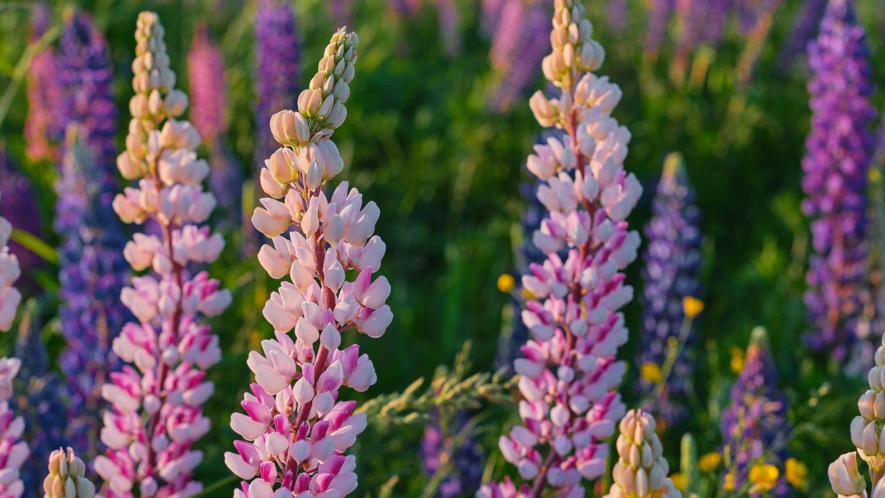 Los islandeses no saben qué hacer: es una planta invasora pero frena la desertificación y reactiva ecosistemas
