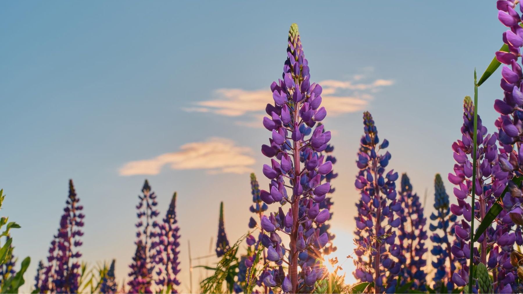 Lupino. Foto: Freepik