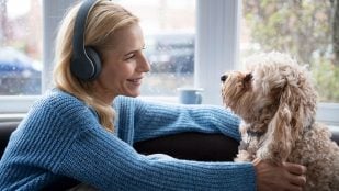 Perros, animales, mascotas