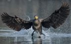 Cormorán, ave, Islandia, animales