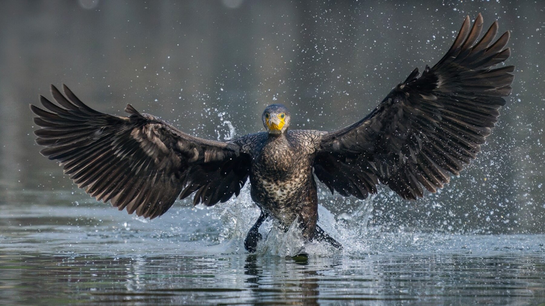 Alegría en la zoología mundial tras confirmarse en Islandia un brutal incremento en el censo de esta ave