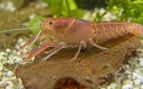 Cangrejo Cherax_destructor