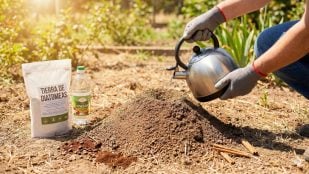 Descubre el mejor truco avalado por la ciencia para eliminar hormigueros de tu jardín usando agua hirviendo y tierra de diatomeas.