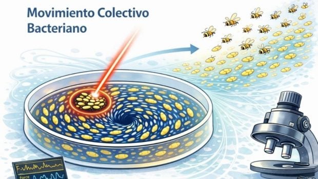 bacterias