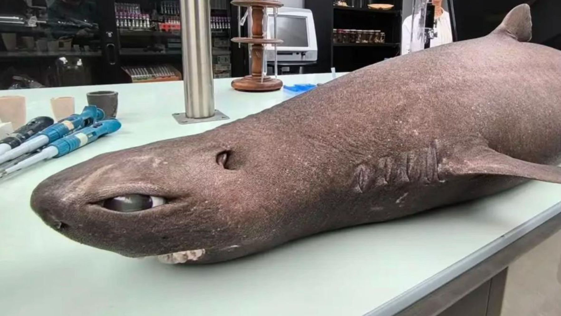 Hallazgo inaudito en España: aparece un animal nunca visto, era una hembra y estaba embarazada