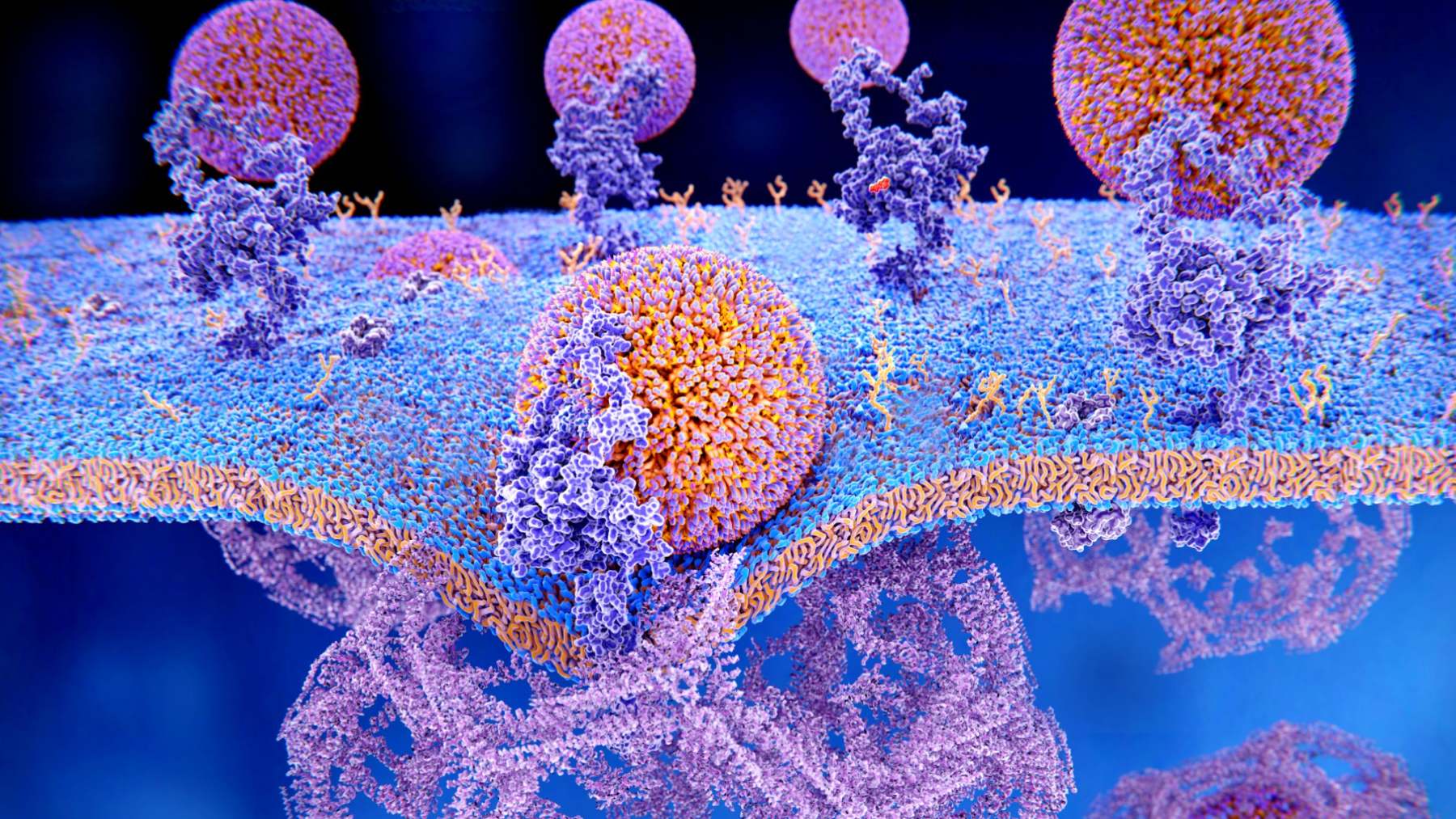 Desarrollan por primera vez un fármaco oral que logra reducir los triglicéridos sin afectar al colesterol